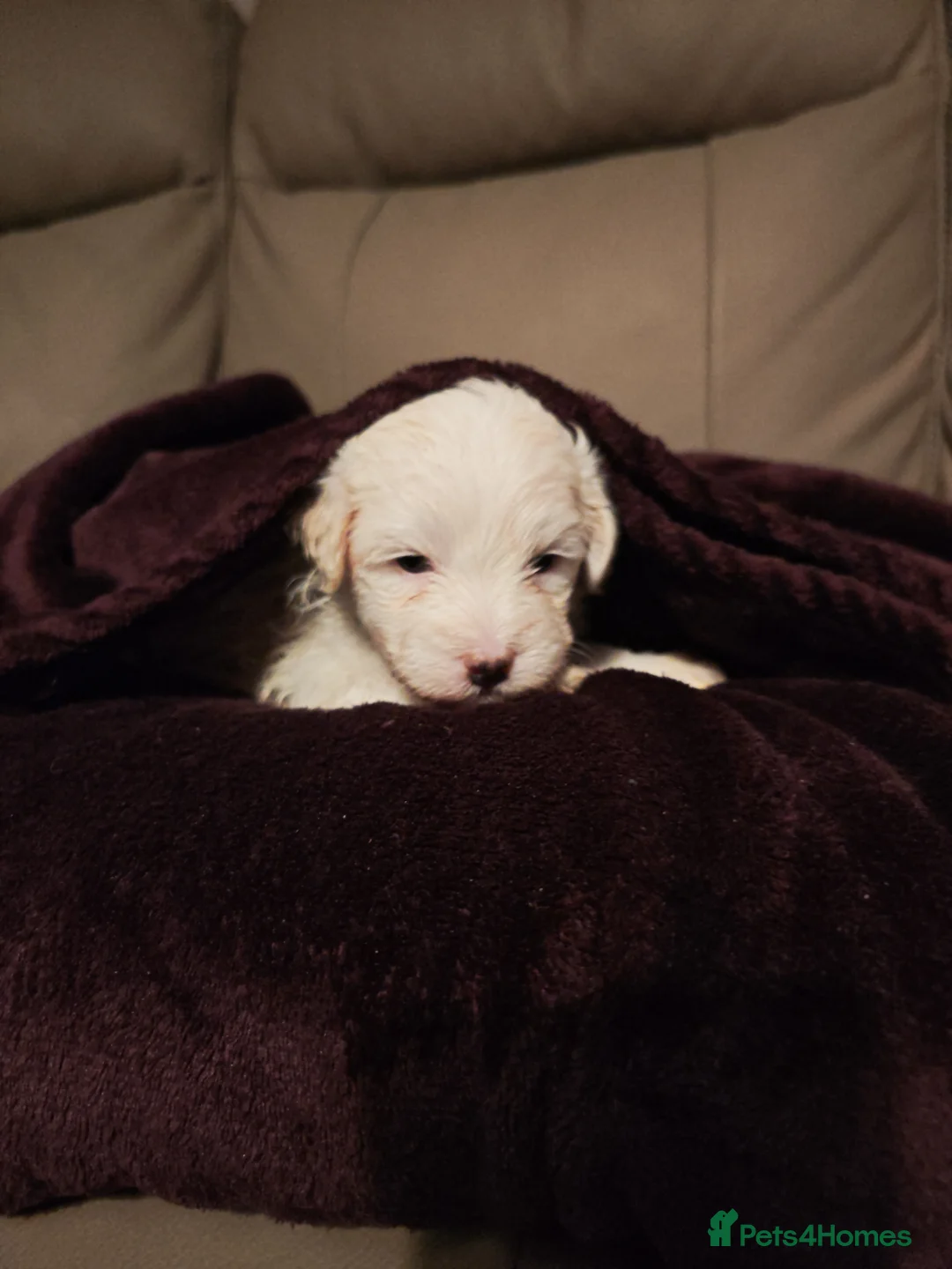 Mixed Breed dogs for sale: Maltipoo x Coton de Tulear Puppies – 5 Males - Advert 27