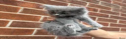 Ragdoll cats for sale: Ragdoll Kittens  - Advert 18