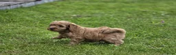 Cockapoo dogs for sale: Cockapoo Pups - Fully Health Tested and vaccinated in Wigton - Advert 22