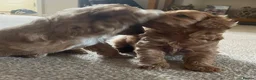 Maltipoo dogs for sale: 3 Stunning male  multipoo puppies in Chatteris - Advert 22