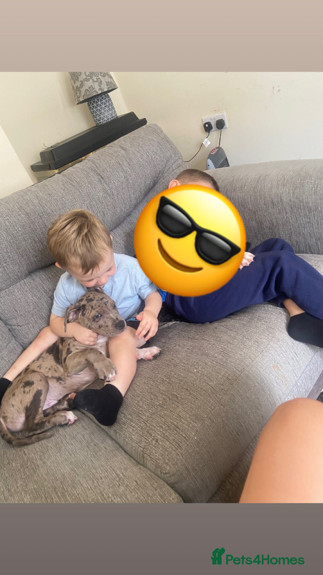 Mixed Breed dogs for sale: Puppy for sale  - Image 4