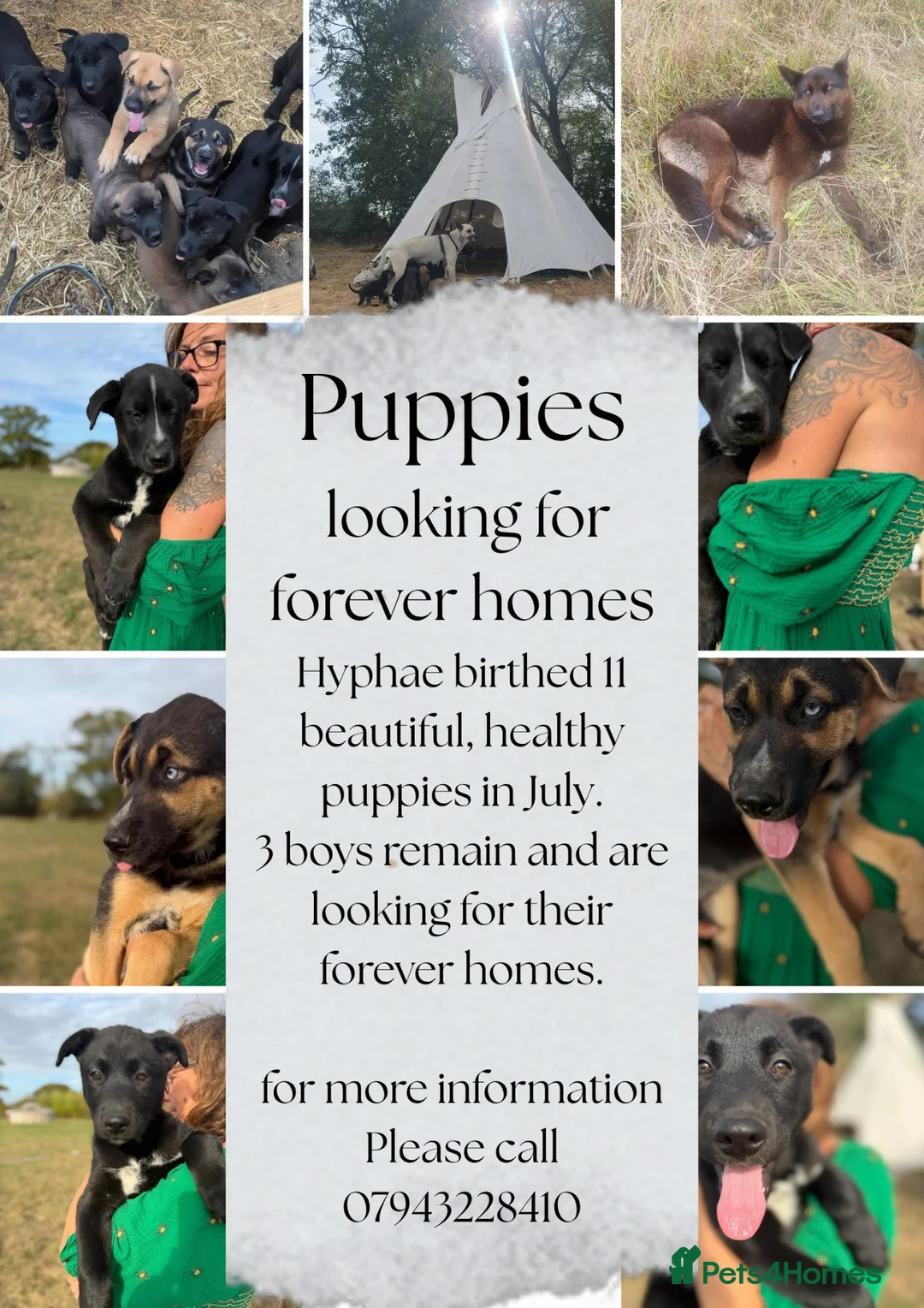 Mixed Breed dogs for sale: Puppies for forever homes - Advert 1