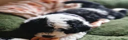 Sheepadoodle dogs for sale: Beautiful F1 Sheepadoodles  - Advert 2