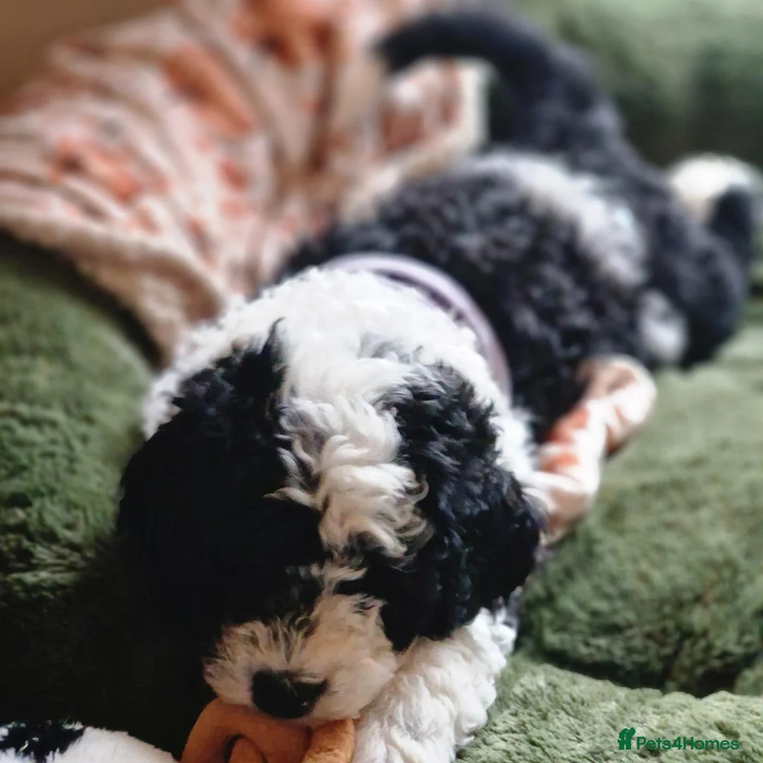 Sheepadoodle dogs for sale: Beautiful F1 Sheepadoodles  - Advert 2