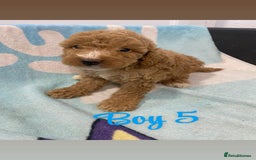 Cockapoo dogs for sale: Beautiful cockapoo pups - Image 10