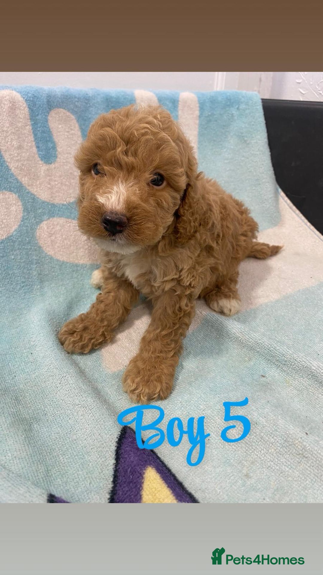 Cockapoo dogs for sale: Beautiful cockapoo pups - Image 10