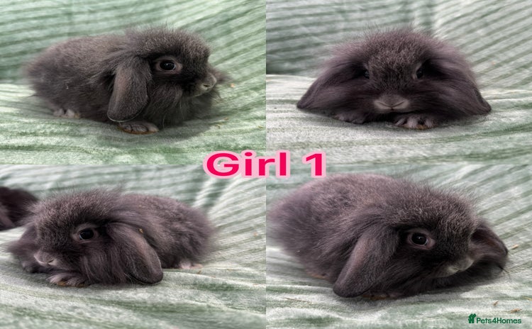 Mini Lion Lop rabbits - Advert 1