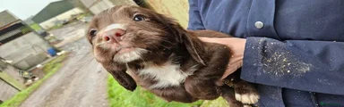 Cocker Spaniel 1