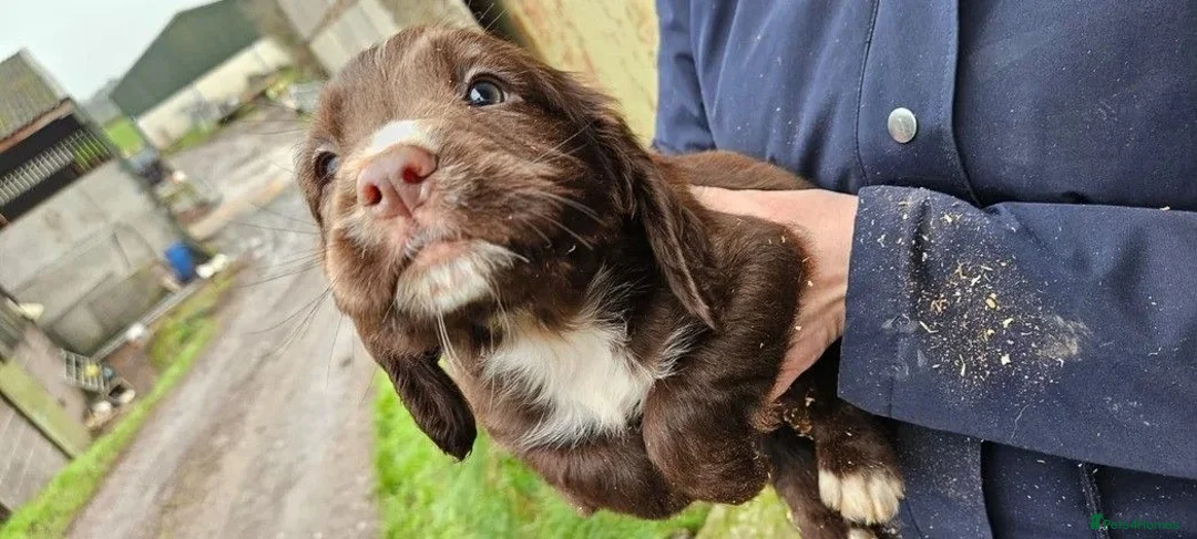 Cocker Spaniel dogs for sale: Adorable litter of cocker spaniels in Manchester - Advert 2