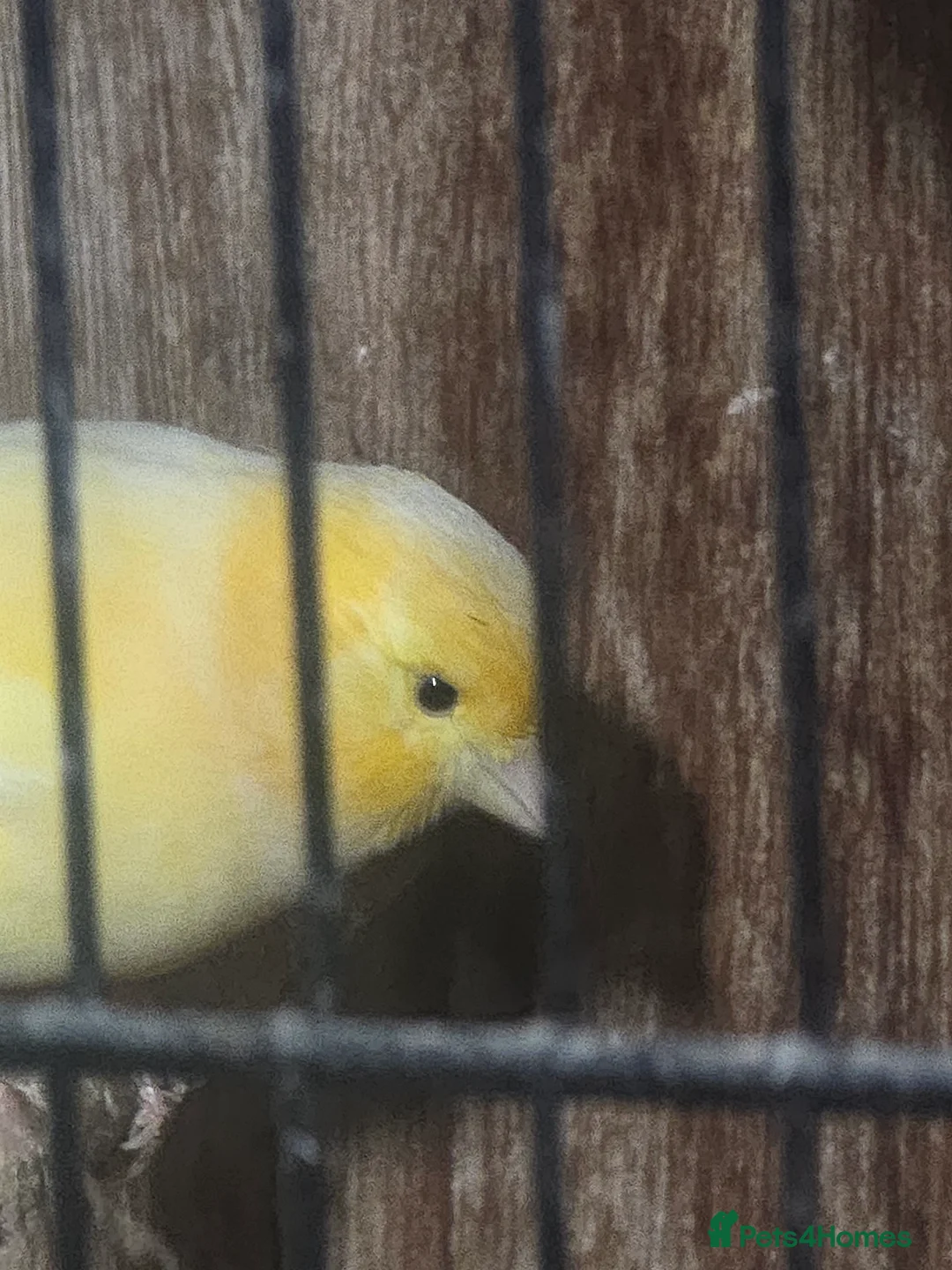 Budgerigars birds for sale: Proven Pair of lutino budgies (yellow) + canaries - Advert 4