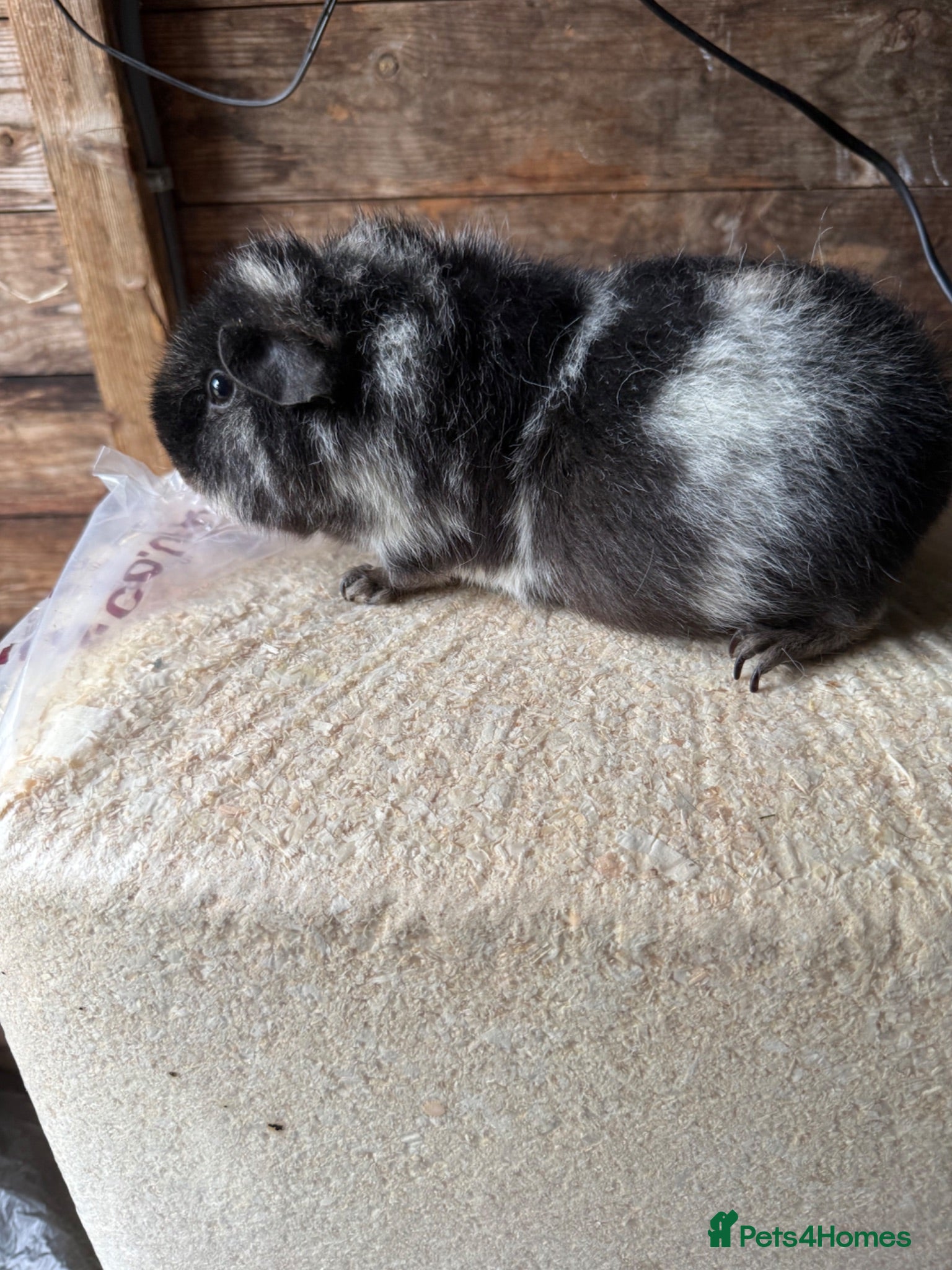 Guinea Pig rodents Guniea pigs  - Advert 2