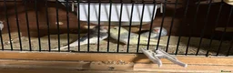 Budgerigars birds for sale: Young Budgies’s ready to leave - Advert 3