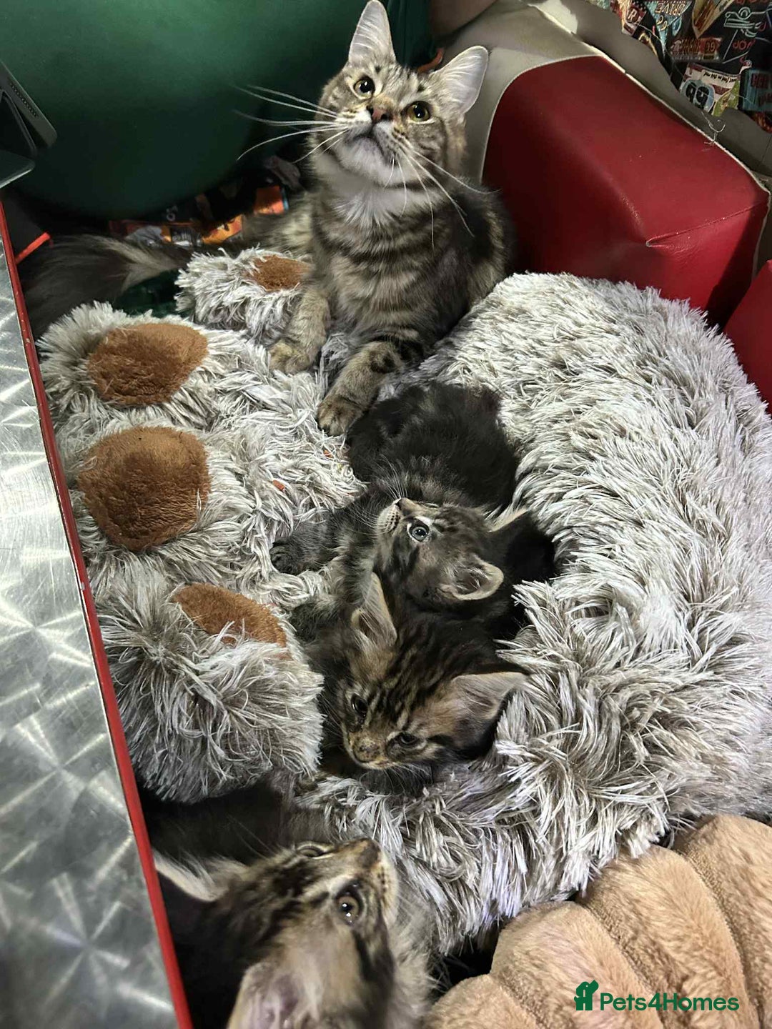 Maine Coon cats for sale: Maine coon kittens  - Advert 2