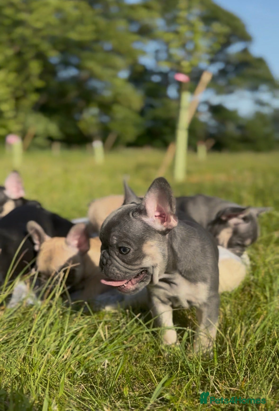 French Bulldog dogs KC LILAC, BLACK & TAN, FAWN FRENCH BULLDOG - Advert 2