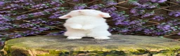Mini Lop rabbits for sale: Mini lop siblings Ready now  - Advert 2