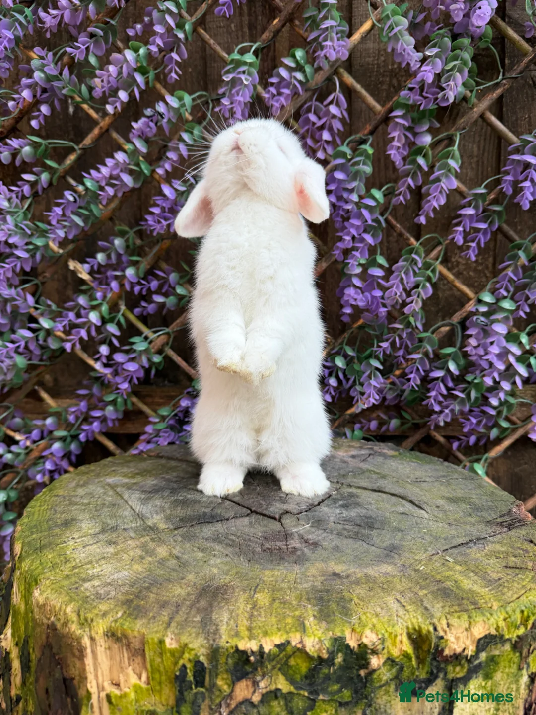 Mini Lop rabbits for sale: Mini lop siblings Ready now  - Advert 2