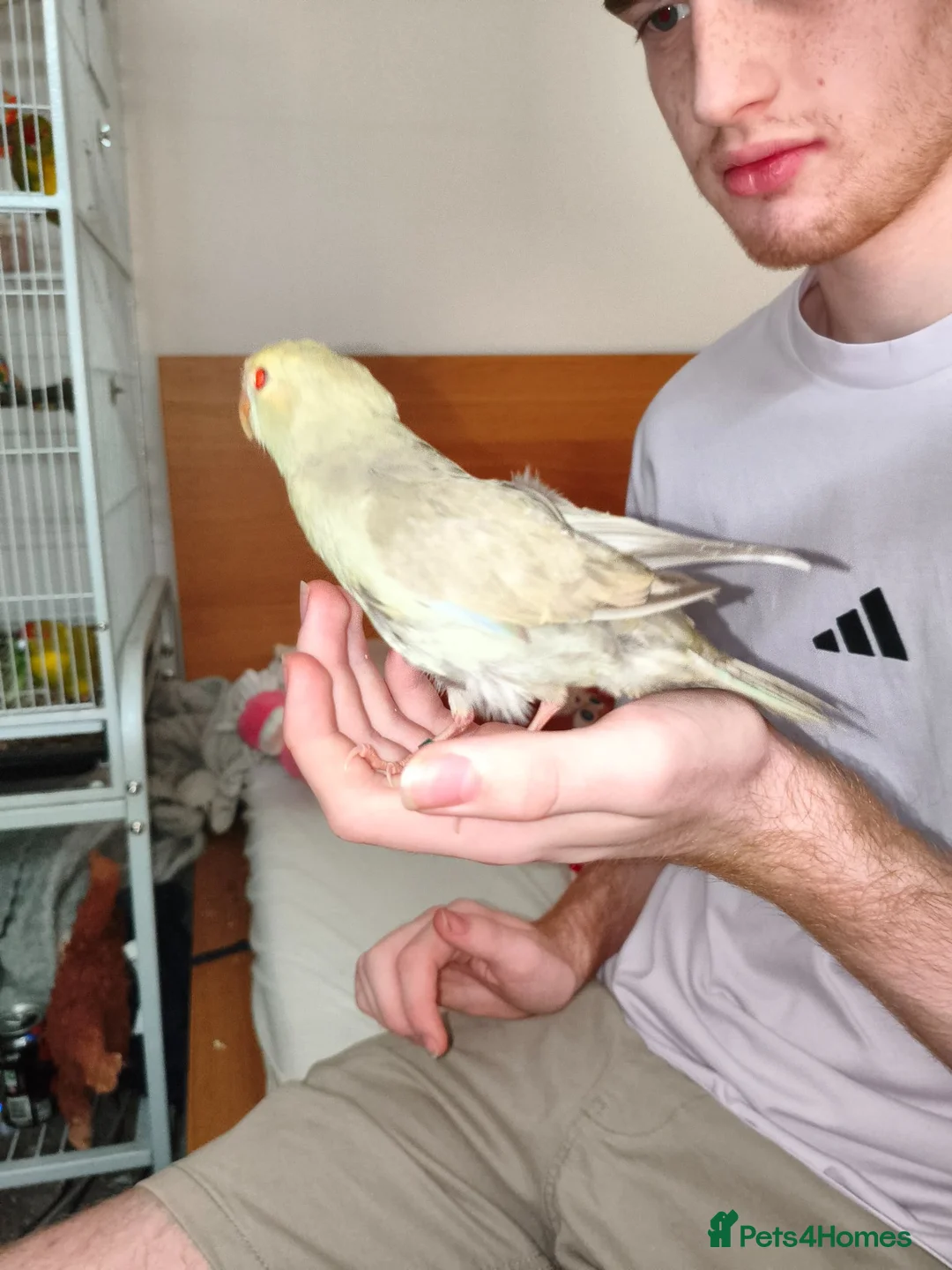 Parakeets birds for sale: Kakariki - Baby Kakariki - Ready now - Kakarikis - Advert 14