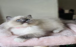 Ragdoll cats for sale: 6 Perfect Affectionate, Ready2Go Pedigree Kittens! - Advert 8