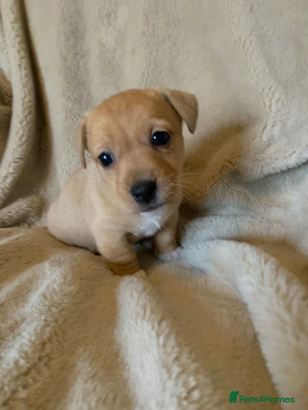 Jack Russell dogs for sale: Exceptional unusual coloured mini JR puppies - Advert 11