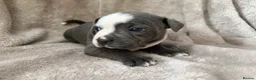 Staffordshire Bull Terrier dogs for sale: KC Registered Staffordshire Bull Terrier Puppies - Advert 37