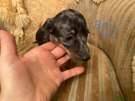 Miniature Dachshund dogs - Advert 5