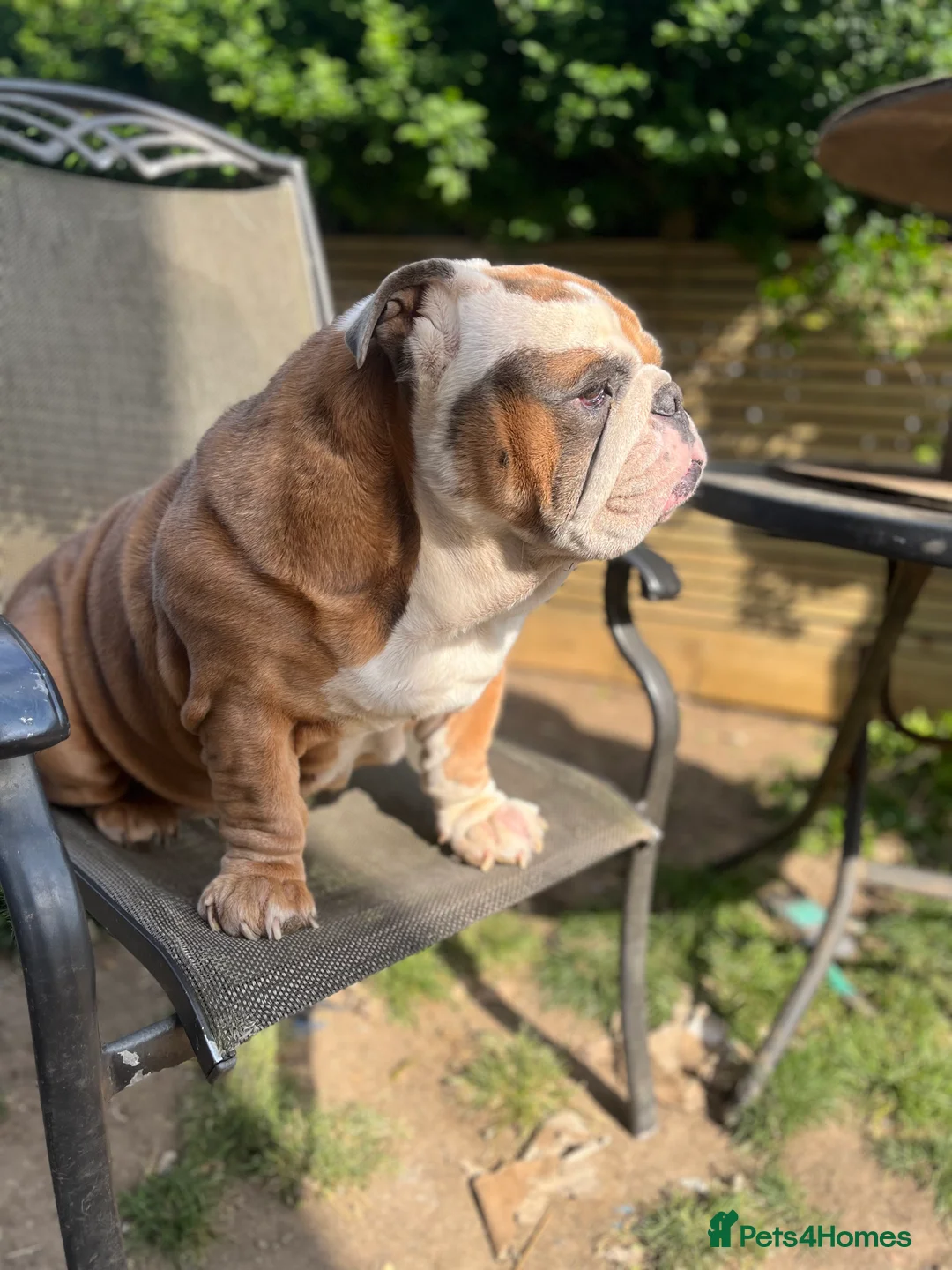 English Bulldog dogs for stud: Beautiful English bulldog for stud  in Margate - Advert 2