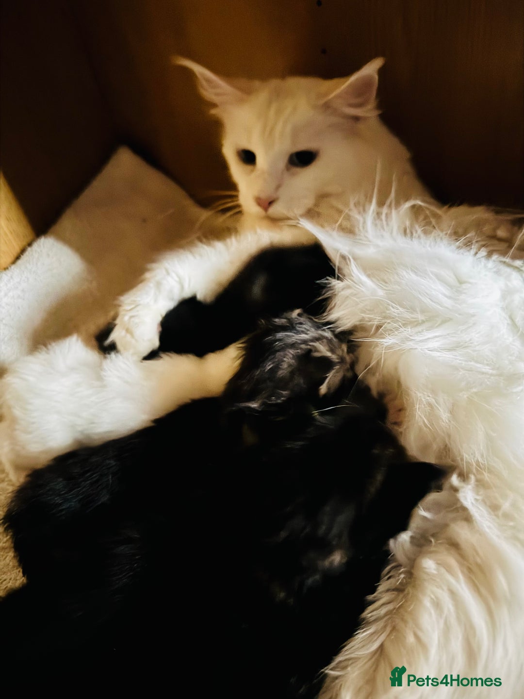 Maine Coon cats for sale: Maine Coon kittens TICA reg. 3girls available  - Advert 5