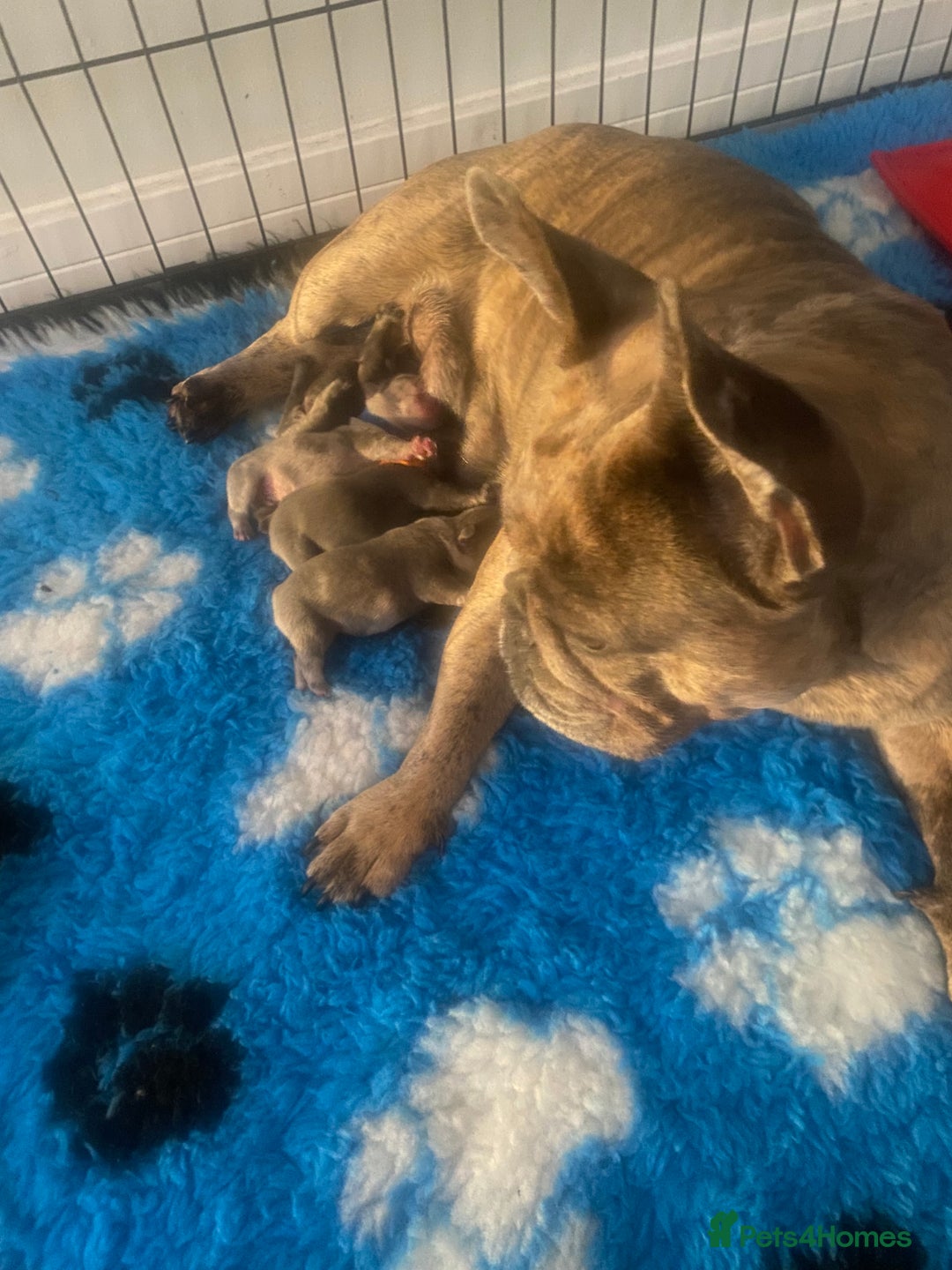 French Bulldog dogs for sale: French bulldog puppies  - Image 1