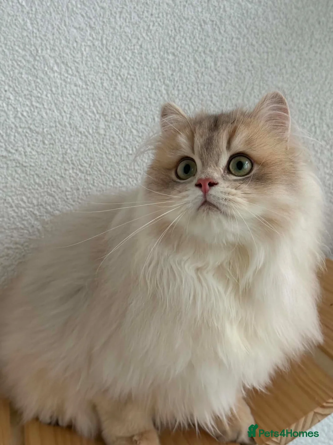 British Longhair cats for sale: Active-reg Stunning British Longhair for sale - Advert 2