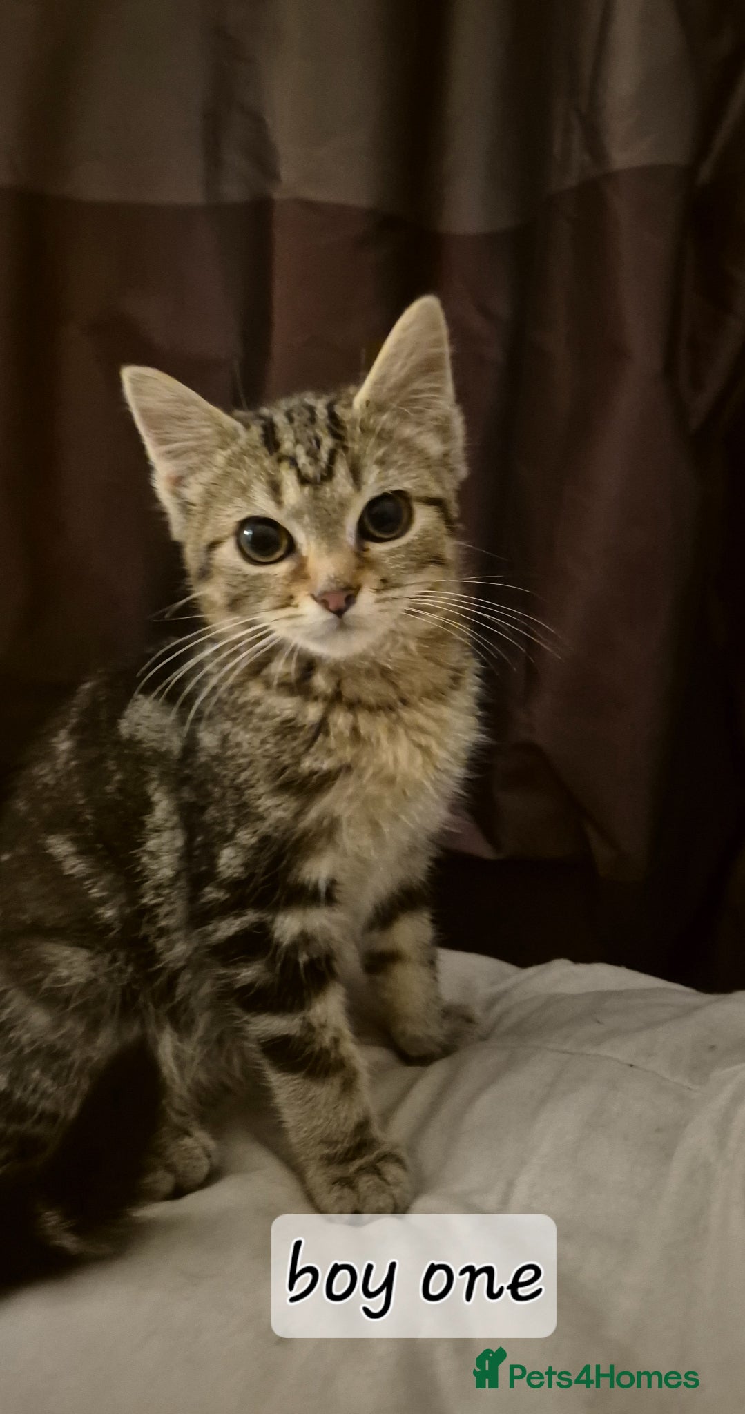 Mixed Breed cats Maincoon cross kittens ready to leave  - Advert 1