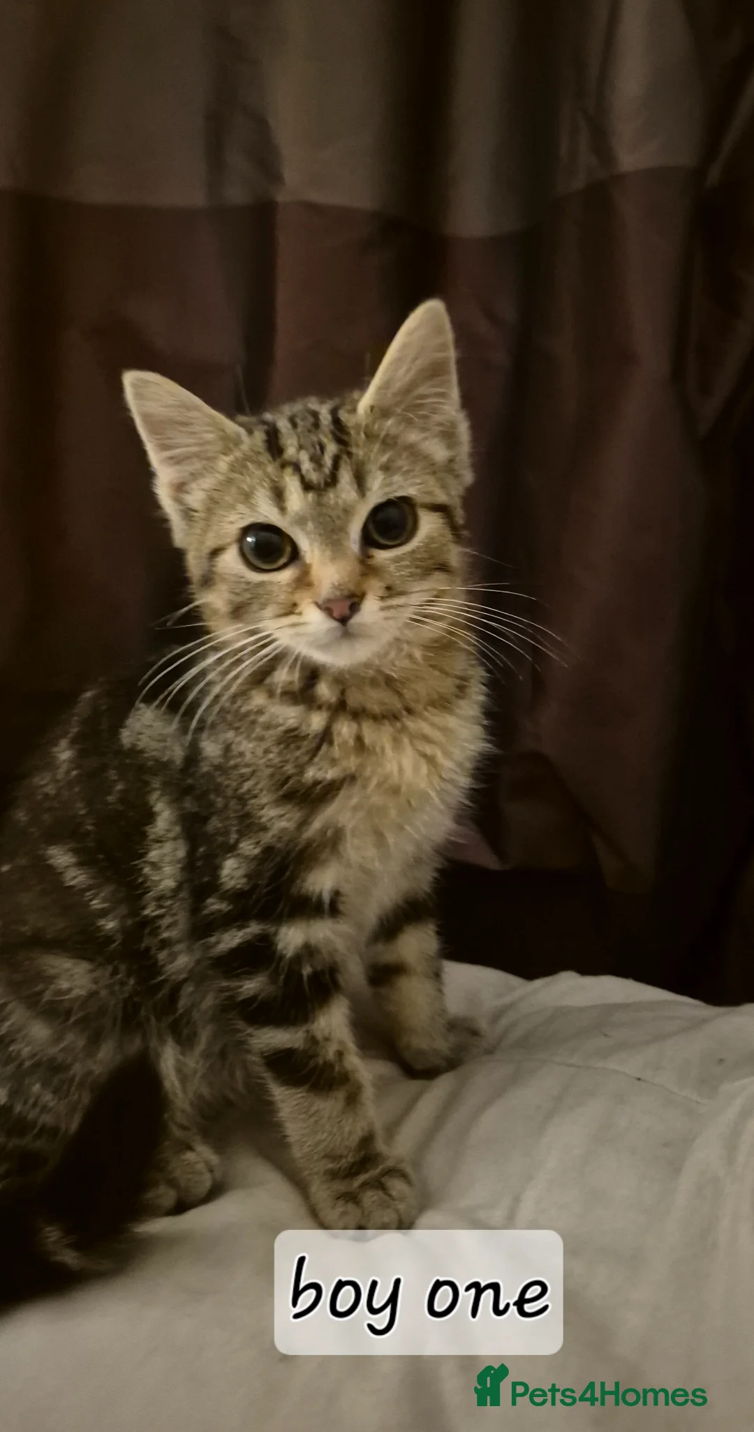 Mixed Breed cats for sale: Maincoon cross kittens ready to leave  - Advert 1