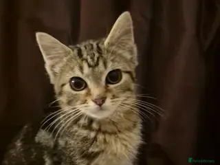 Mixed Breed cats for sale: Maincoon cross kittens ready to leave - Advert 2
