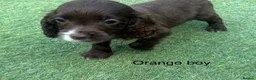 Cocker Spaniel dogs for sale: Beautiful cocker spaniel - Advert 23