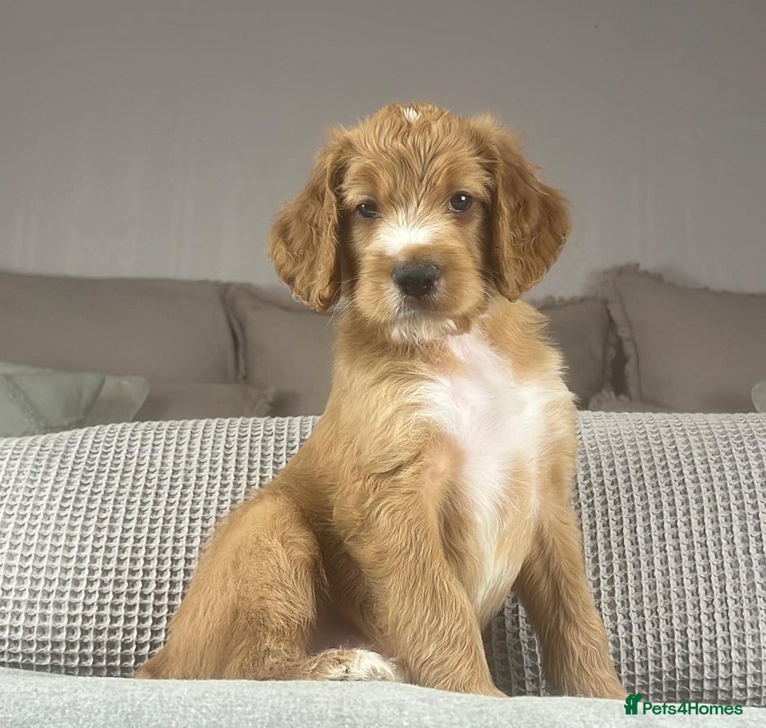 Irish Doodle dogs for sale: The perfect Doodle - Advert 7