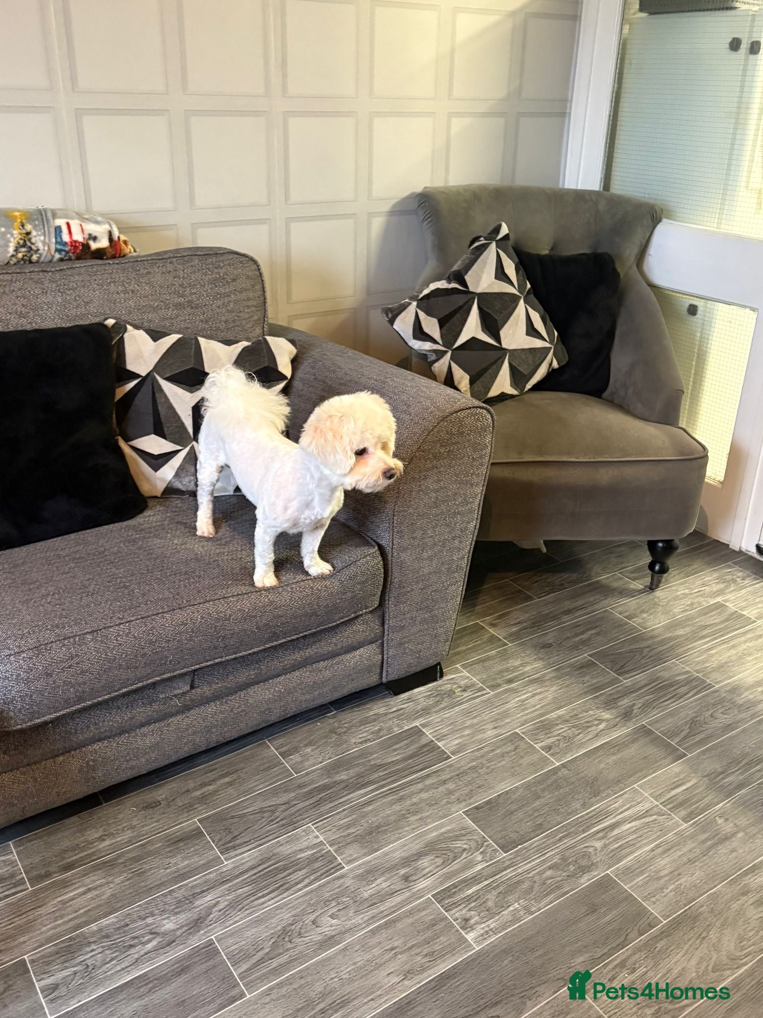 Bichon Frise dogs BICHON FRISE MALE REHOME £200 - Advert 1