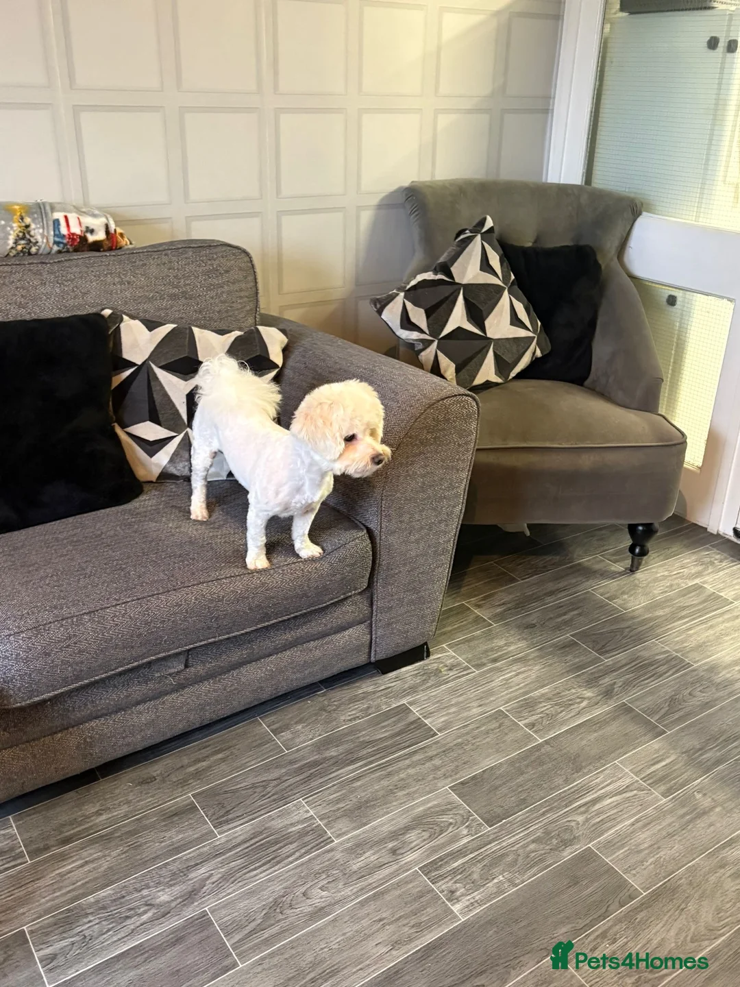 Bichon Frise dogs for sale: BICHON FRISE MALE REHOME £200 - Advert 1