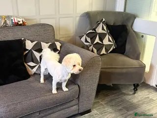 Bichon Frise dogs BICHON FRISE MALE REHOME £200 - Advert 1