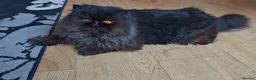 Persian cats for sale: Intact active adult black male - Advert 10