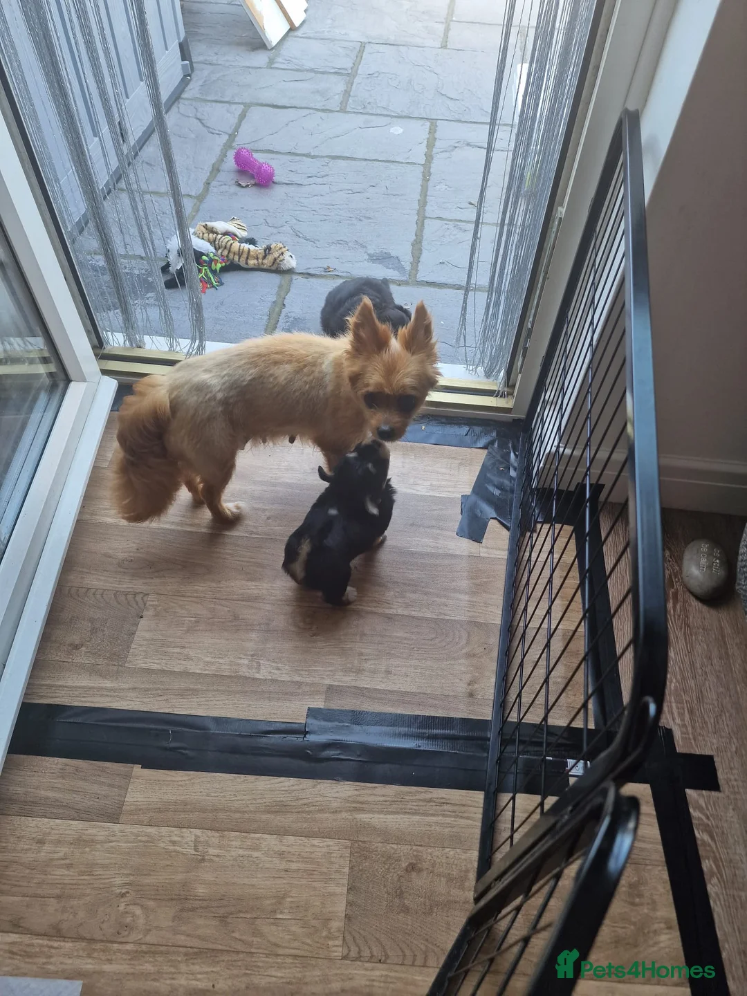 Mixed Breed dogs for sale: 4 pups available pom x jackchi in Southsea in Southsea - Advert 2