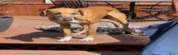 Azawakh dogs for sale: 7 year old Male Azawakh in Leeds - Advert 1