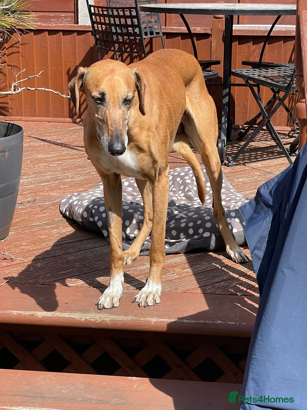 Azawakh dogs for sale: 7 year old Male Azawakh in Leeds - Advert 1