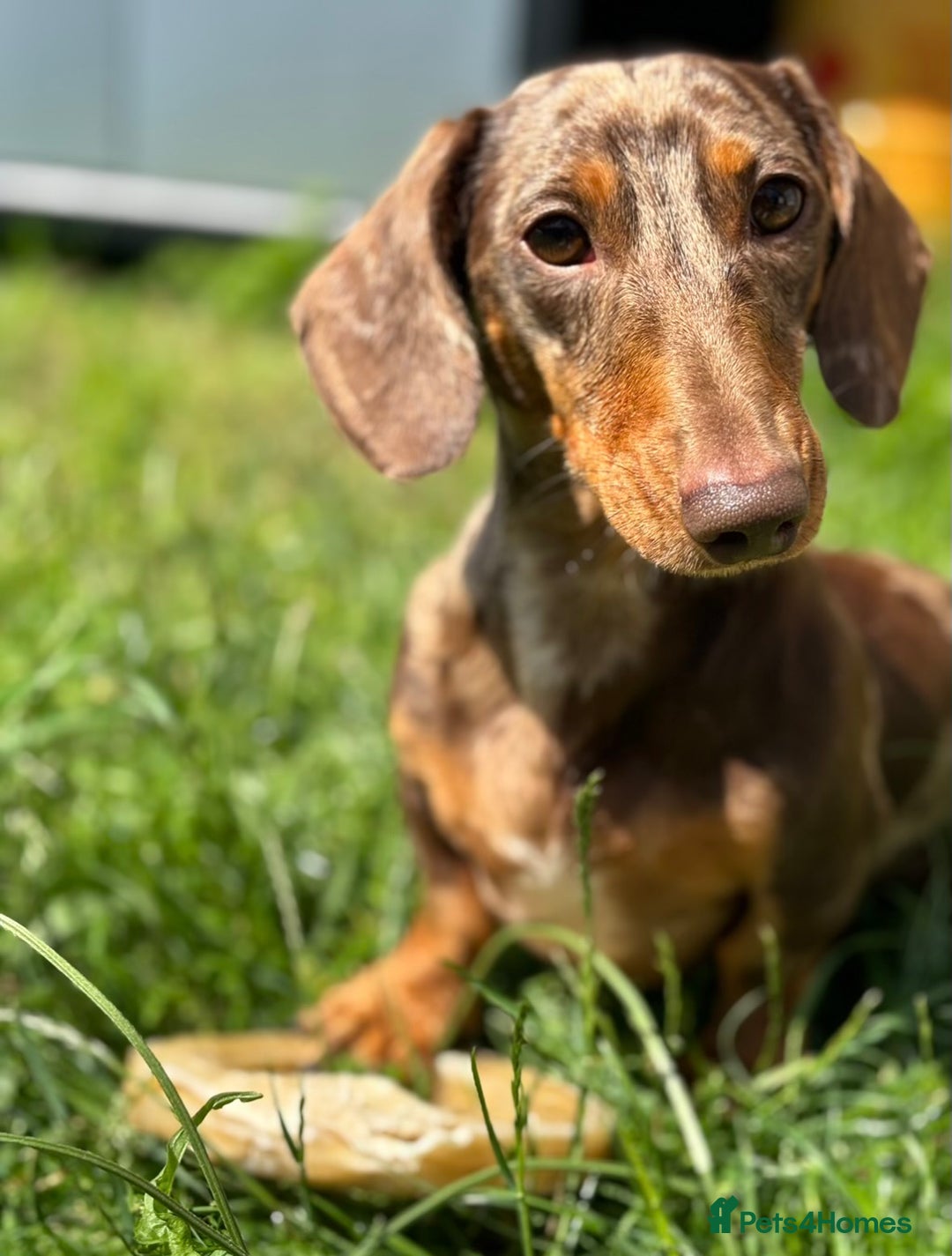 Miniature Dachshund dogs for sale: Last 2 Miniature Dachshund Pups Ready 23rd Dec! - Advert 25