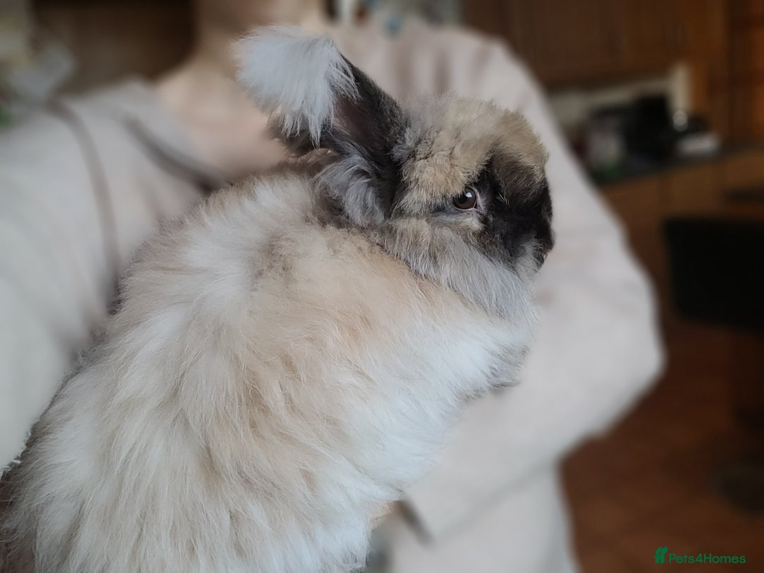 Angora rabbits for sale: 🧡 Pure Bred Angora Babies 🧡 For Reserve - Image 17