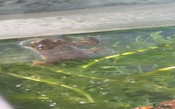 Newt reptiles for sale: Sharp ribbed newts  - Image 5