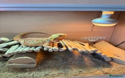 Dragon reptiles for sale: Leatherback Bearded Dragon - Image 14