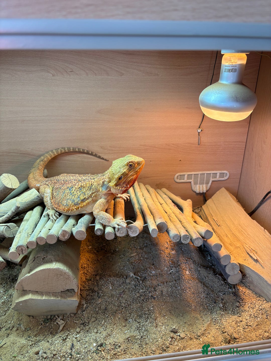 Dragon reptiles for sale: Leatherback Bearded Dragon - Image 14