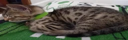 Bengal cats for sale: HomeRaised Bengal x Blue British Shorthair Kittens - Advert 28