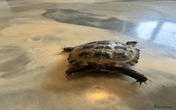 Tortoise reptiles for sale: Male and female horse field tortoises  - Advert 3