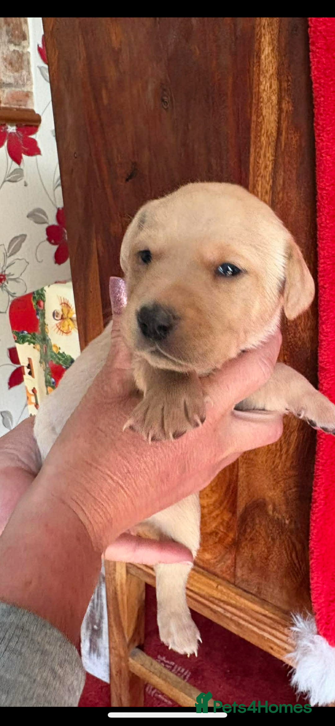 Labrador Retriever dogs for sale: Labrador puppies for sale  - Advert 7