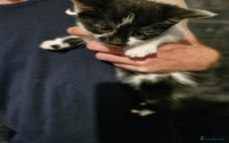Mixed Breed cats for sale: Kittens ready for there forever homes - Image 7